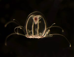 La medusa inmortal podría revelar las claves para entender las enfermedades de la vejez