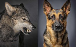 Los perros y los lobos: curiosidades de una evolución que se da en convivencia