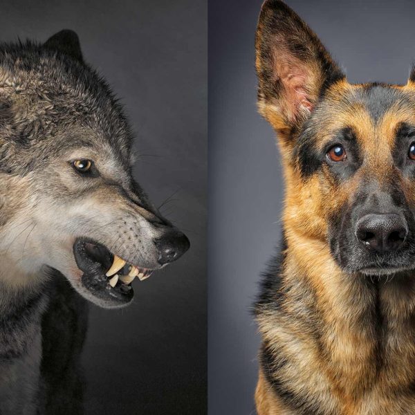 Los perros y los lobos: curiosidades de una evolución que se da en convivencia
