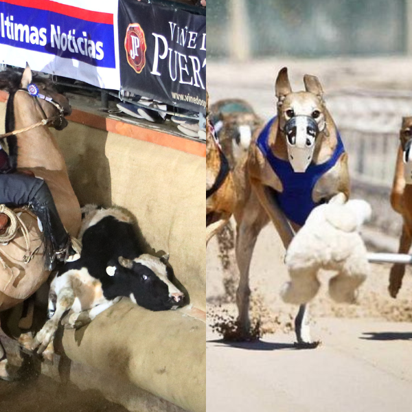 Ley de Protección Animal podría ser aplicada al rodeo: “Se trata de cómo evolucionamos como sociedad”