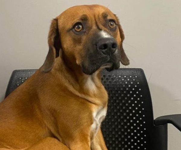 Perro es abandonado en Aeropuerto de Santiago y Aduana debió buscar cuidador temporal