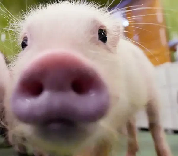 Perros o cerdos: ¿qué animal «lee» mejor la emoción humana?