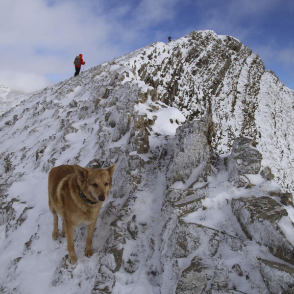 Sobrevivir Perro Naturaleza: ¿Es Posible Para Ellos?