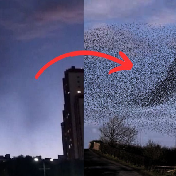 Nubes de mosquitos: ¿Cómo toman decisiones colectivas?