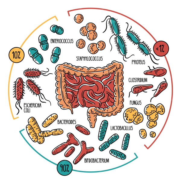 Microbiota intestinal y reconocimiento de ítems en humanos