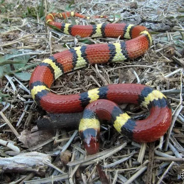 Serpientes en el jardín: Cómo mantenerlas alejadas