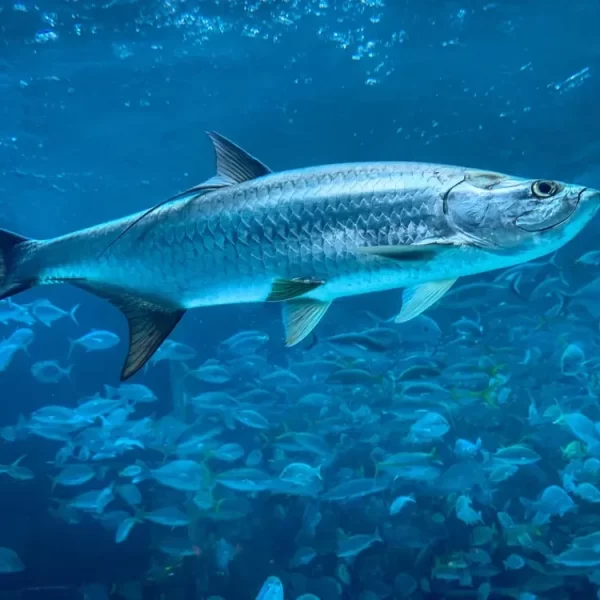 Tarpon: Interacciones y Riesgos al Alimentar Estos Peces