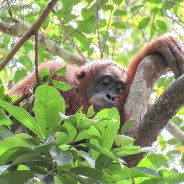 Siesta de los orangutanes: un estudio sobre su sueño
