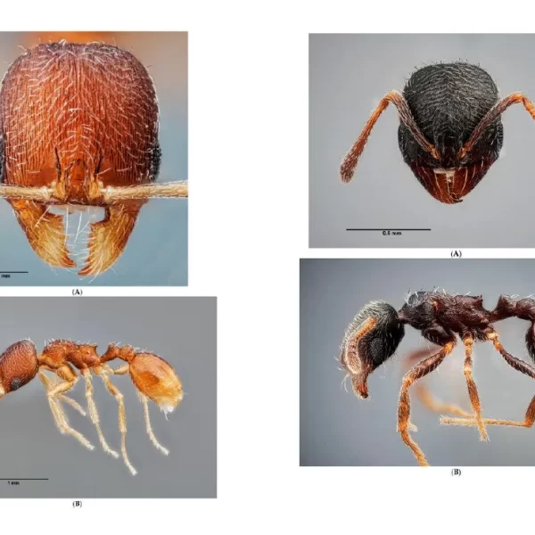 Nuevas especies de hormigas descubiertas en España