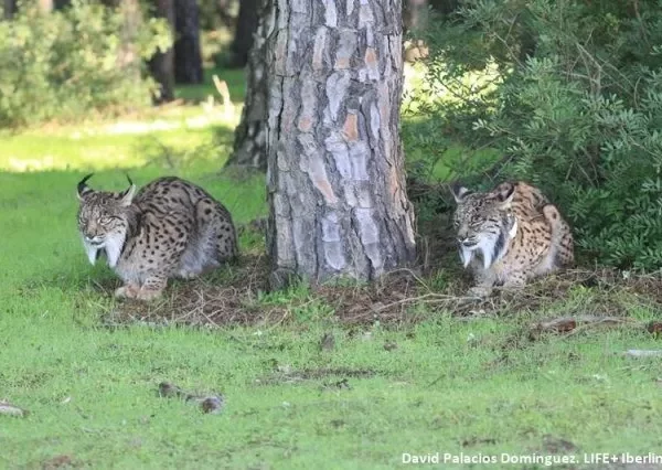 Lince Ibérico: Logros y Retos en su Conservación