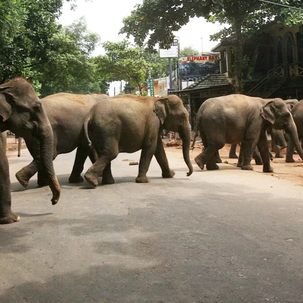Muertes de Elefantes en Sri Lanka: Investigación Especial