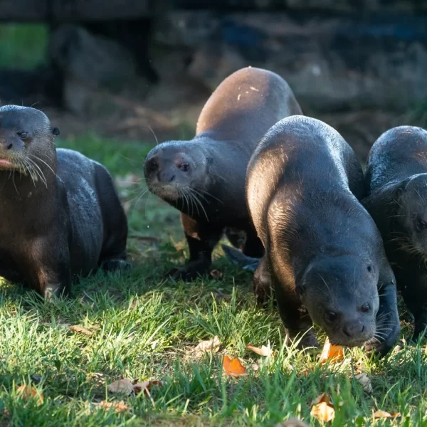 Nutria gigante: el regreso de una especie en peligro