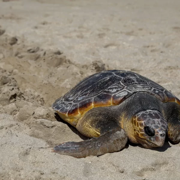 Tortuga marina Caretta caretta y el impacto de los plásticos
