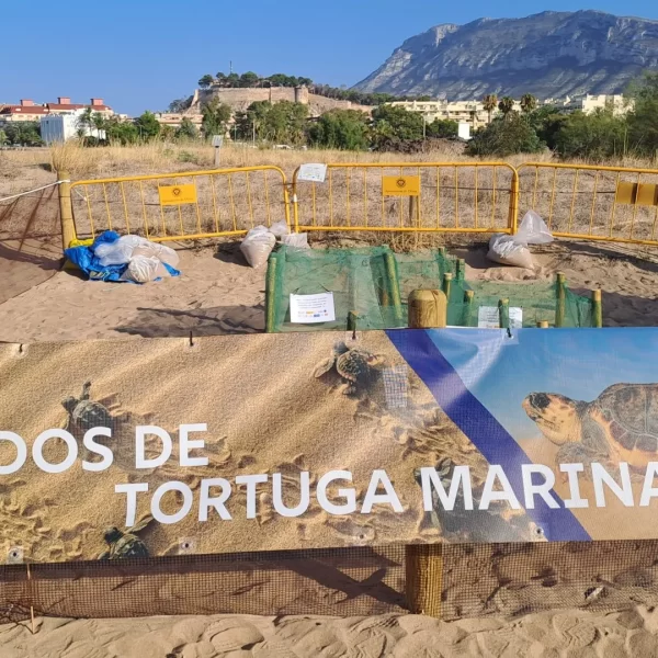 Tortuga Diana: Voluntarios Cuidan Sus Nidos en Denia