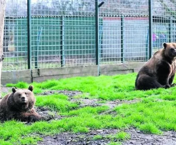 Traslado de osos en León al santuario en Alemania