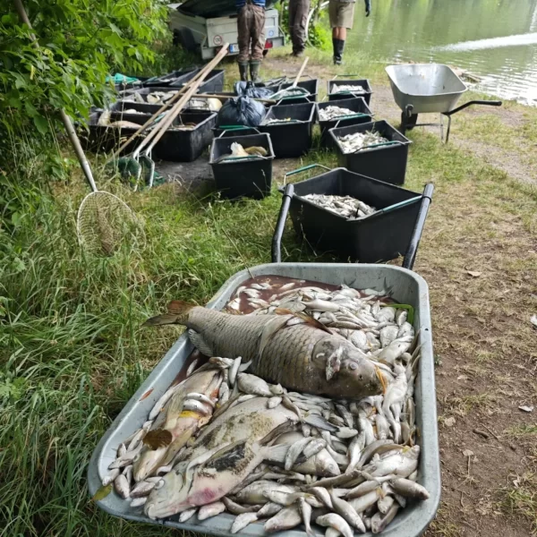 Ola de calor en la República Checa y muerte de peces
