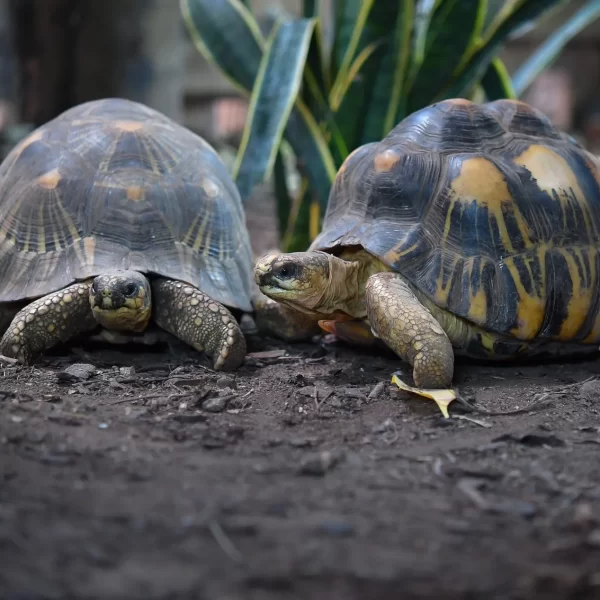 Tortugas Cáncer: ¿Modelos de Resistencia al Cáncer?