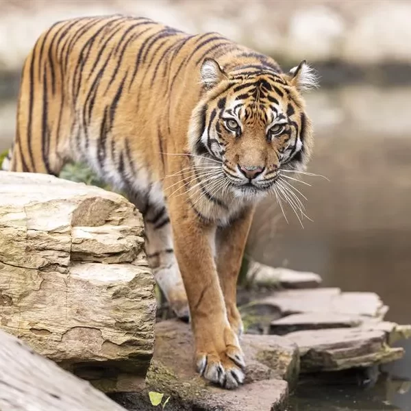 Tigres Salvajes: Esfuerzos de Conservación y Retos