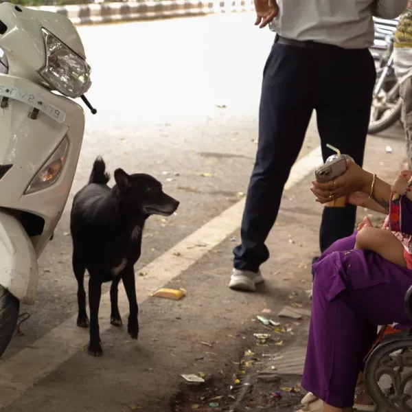 Perros callejeros en India: Crisis y controversia en Delhi