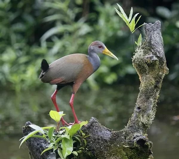 Tecnología ecológica: Dispositivo modular para seguimiento de fauna