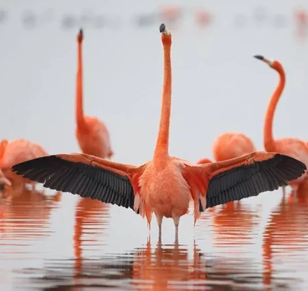 Pajareros: cine documental sobre aves y conservación
