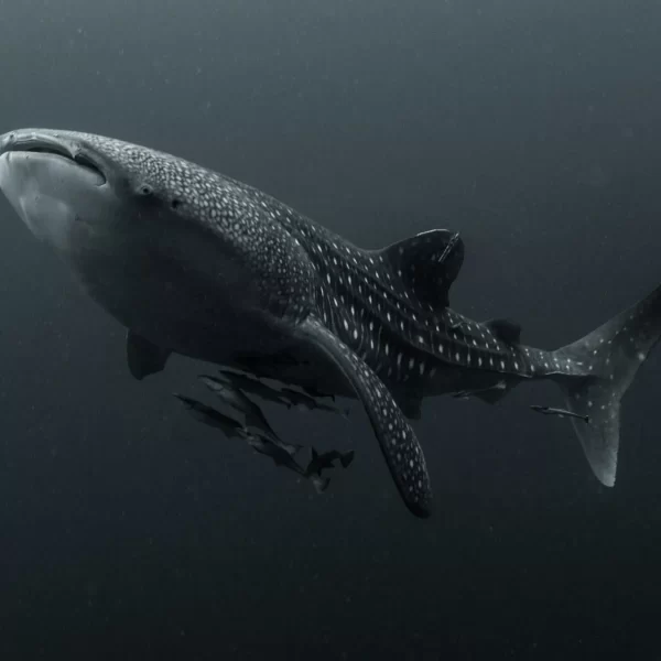 Tiburón Ballena: Lesiones y Riesgos en Zonas Turísticas