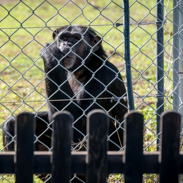 Ley de grandes simios: Avances en la protección animal