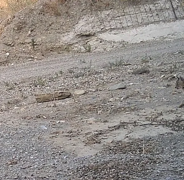 Lince ibérico: Nacimiento de nuevos cachorros en Andalucía