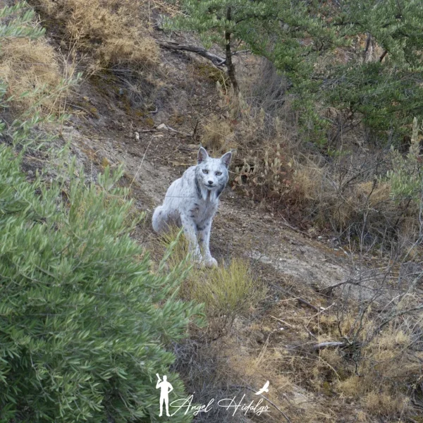 Lince Blanco: Descubren el Satureja en Andalucía