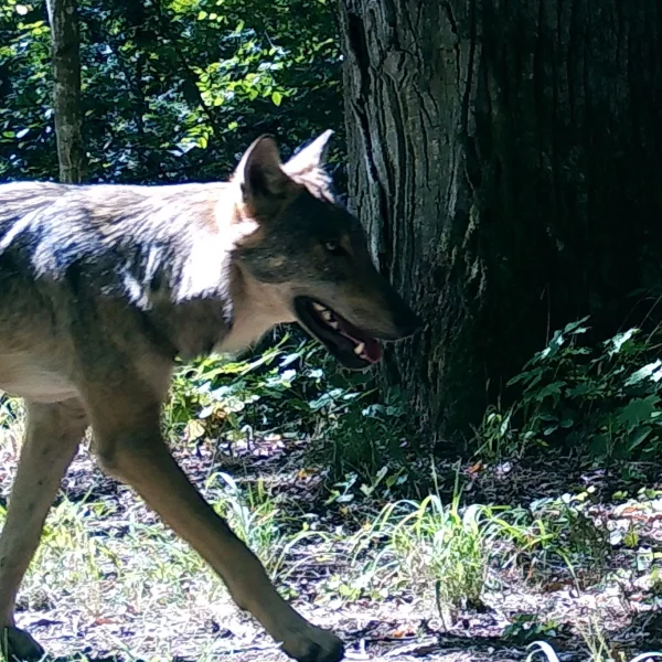 Lobos temen a los humanos: hallazgos de un estudio europeo
