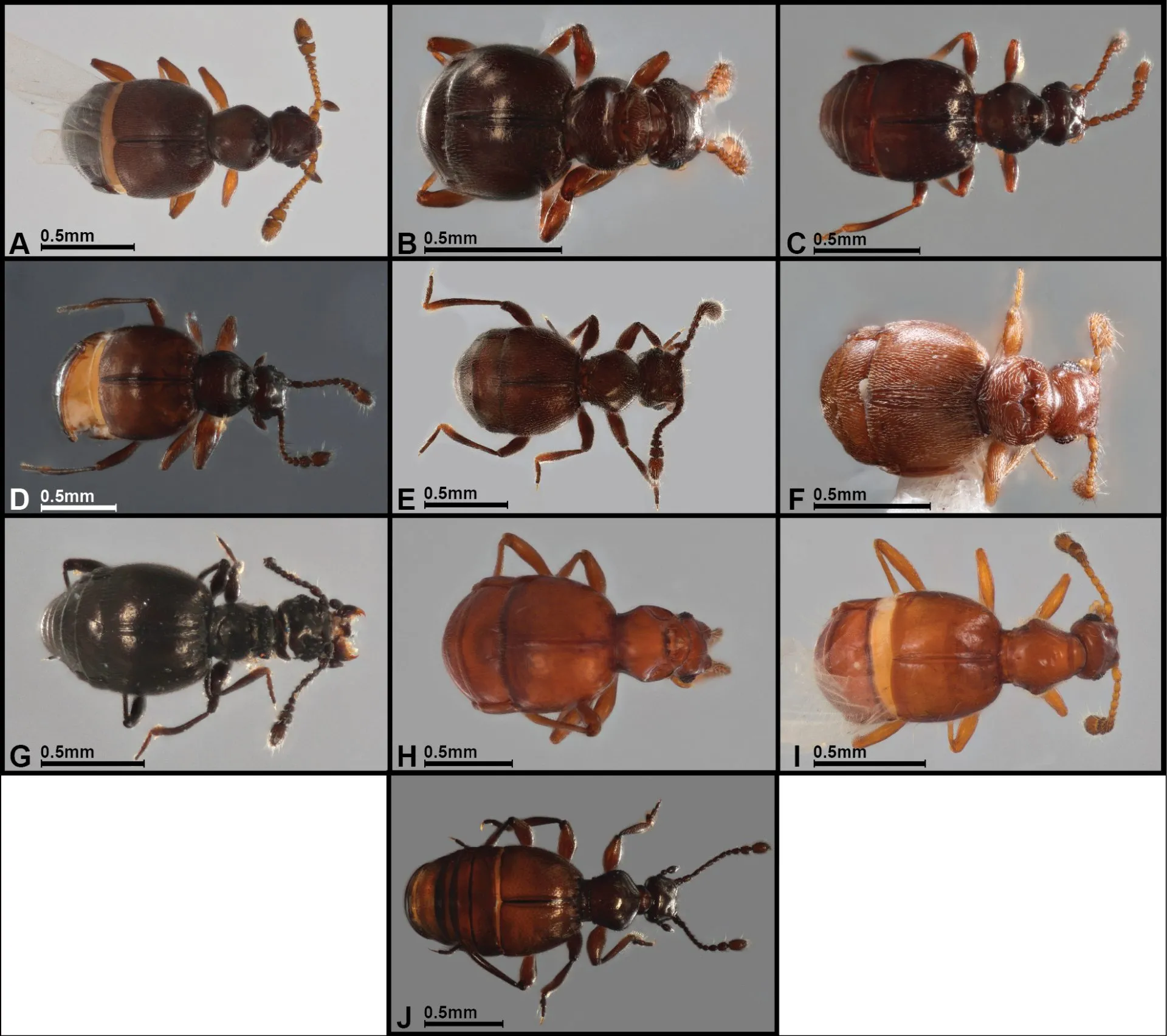Manicho Insecto Especies de escarabajos Panabachia descubiertas en Ecuador