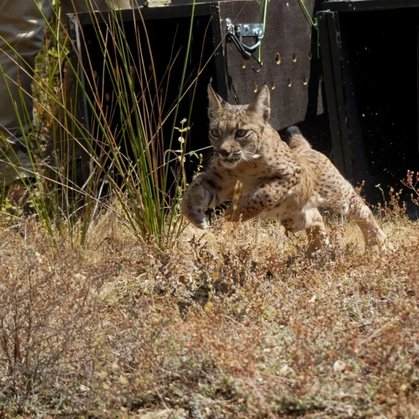 Lince ibérico: Éxito en conservación y desafíos futuros