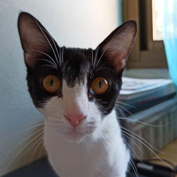 Productos de limpieza para mascotas: bienestar y sostenibilidad