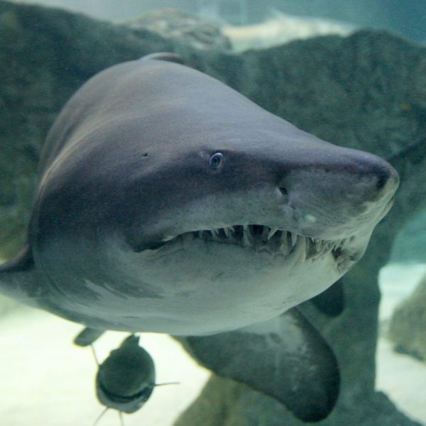 Protección de tiburones: nuevas medidas en la CICAA