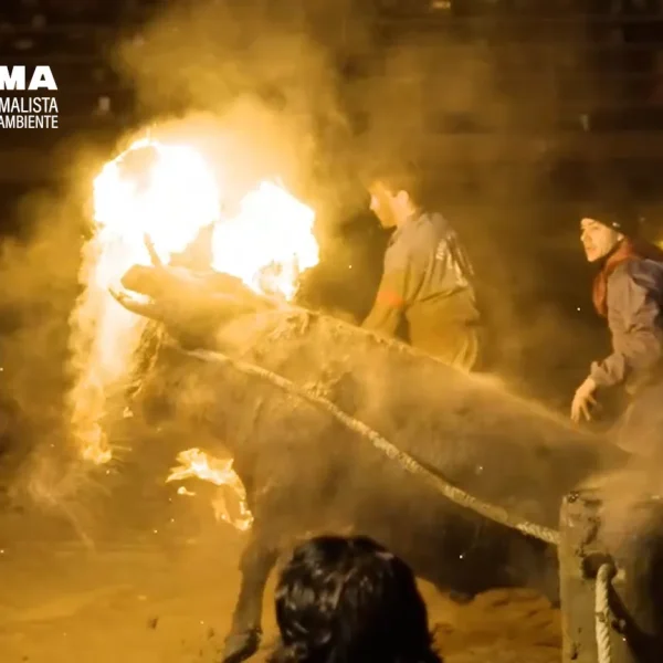 Toro Júbilo: Denuncia de Maltrato Animal Extremo