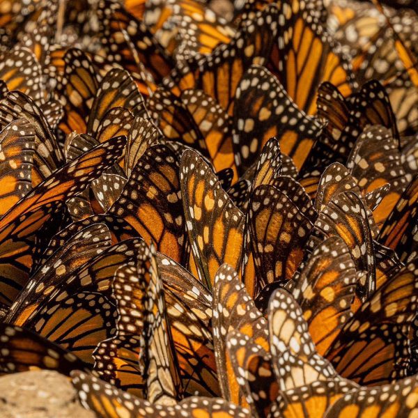 Mariposas monarca: El enigma de su migración an anual