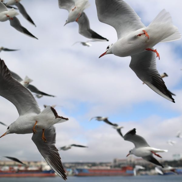 Recuperación de Aves Costeras: Un Estudio Revelador