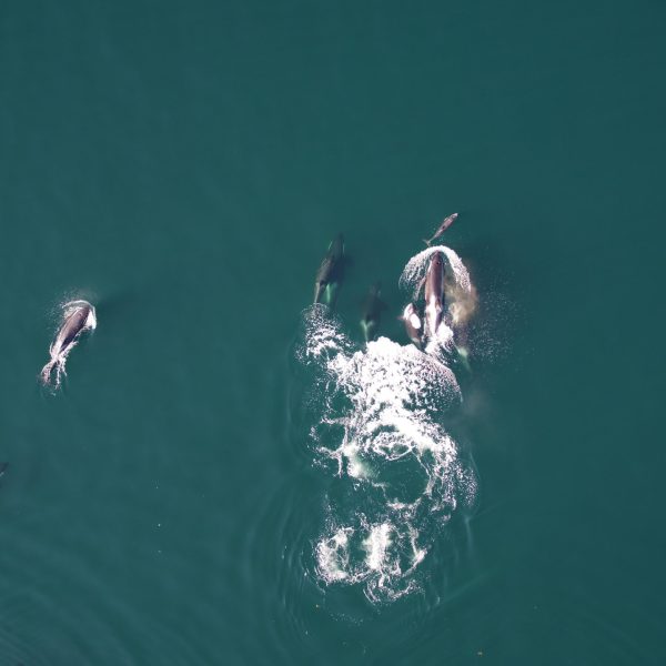 Orcas y delfines: La sorprendente colaboración en la caza