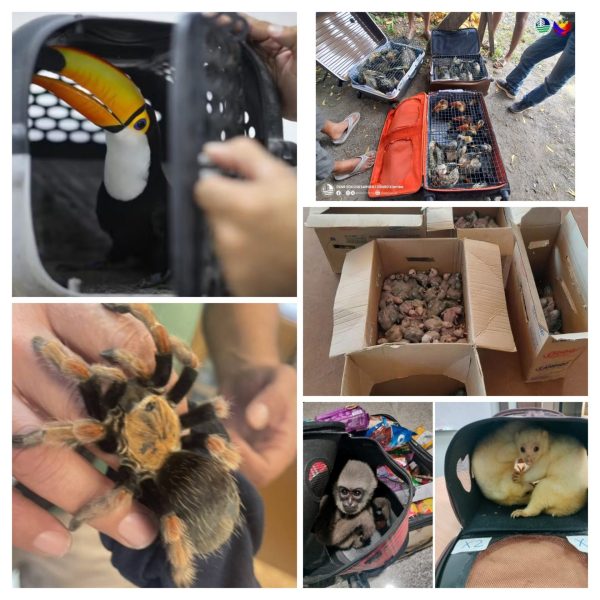 Tráfico de fauna y flora: Interpol realiza incautación histórica