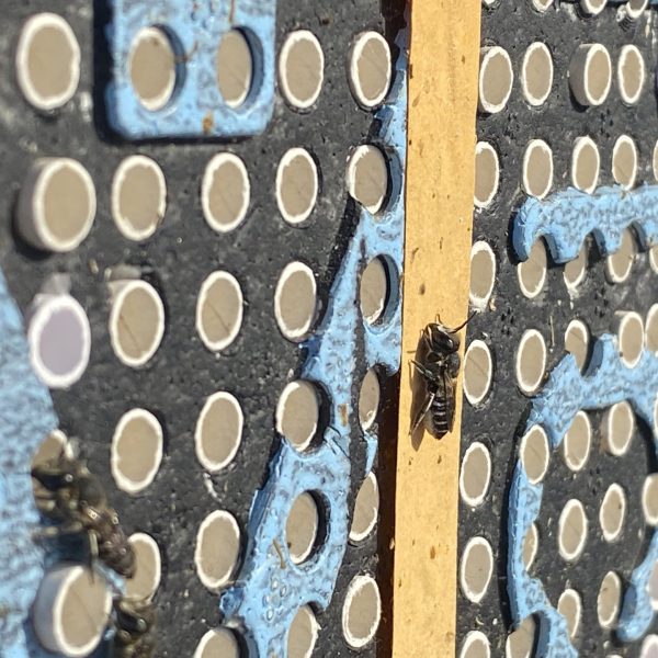 Metamorfosis de Abejas: Estudio Revela Efectos de la Alimentación