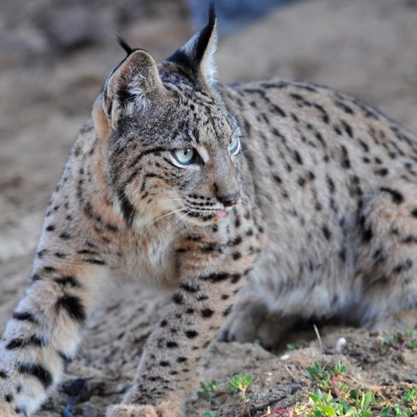 Lince Ibérico: Un Hito en la Conservación y Reproducción
