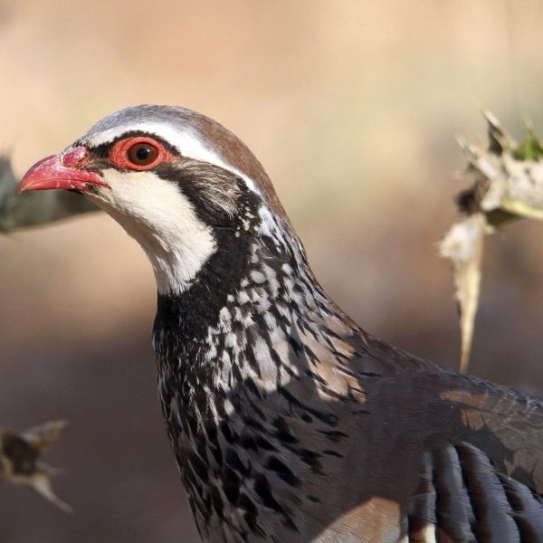 Población de aves Mediterráneo: Impacto del clima extremo