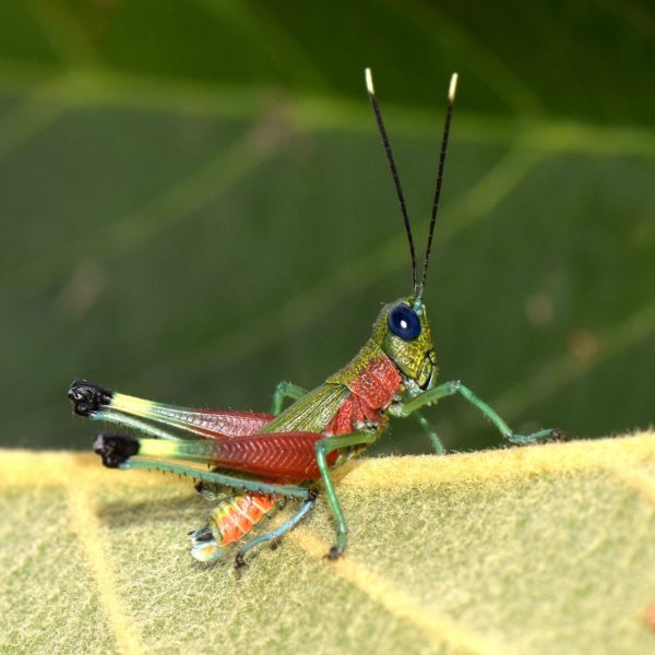 Pseudoutanacris grilla: un nuevo descubrimiento en los Andes ecuatorianos