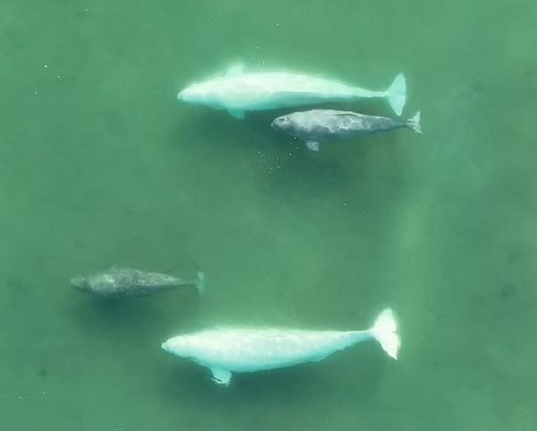 Reproducción de ballenas beluga: Estrategias sorprendentes para la supervivencia