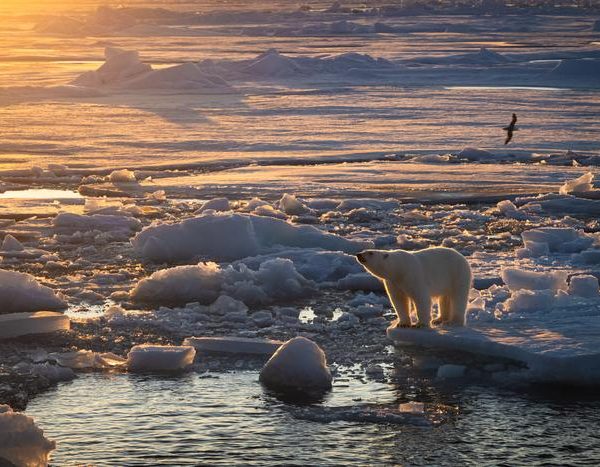Osos Polares Svalbard: ¿Cómo han mejorado sus condiciones en el Ártico?