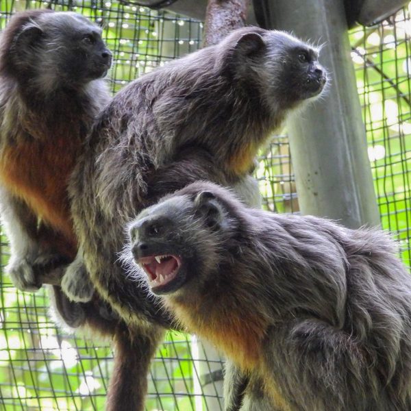 Tití gris: El retorno de los monos titíes a su hábitat en Medellín