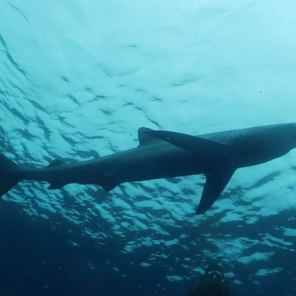 Tiburones: Revelando su Importancia Ecológica Oculta