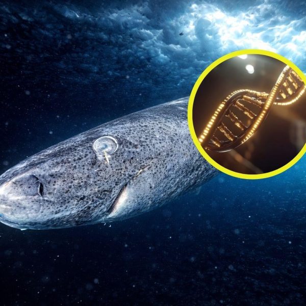 Tiburón de Groenlandia: Descifrando Su Longevidad y Misterios