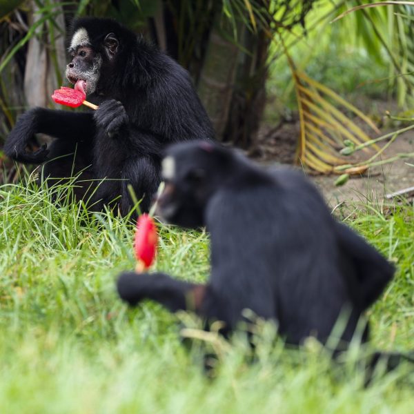Zoológico de Río de Janeiro: Helados para animales en calor récord