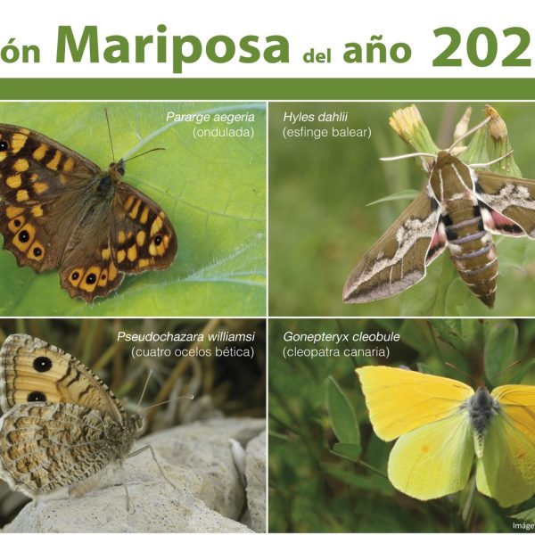 Mariposas en España: Descubre la «Mariposa del Año 2026» y su importancia